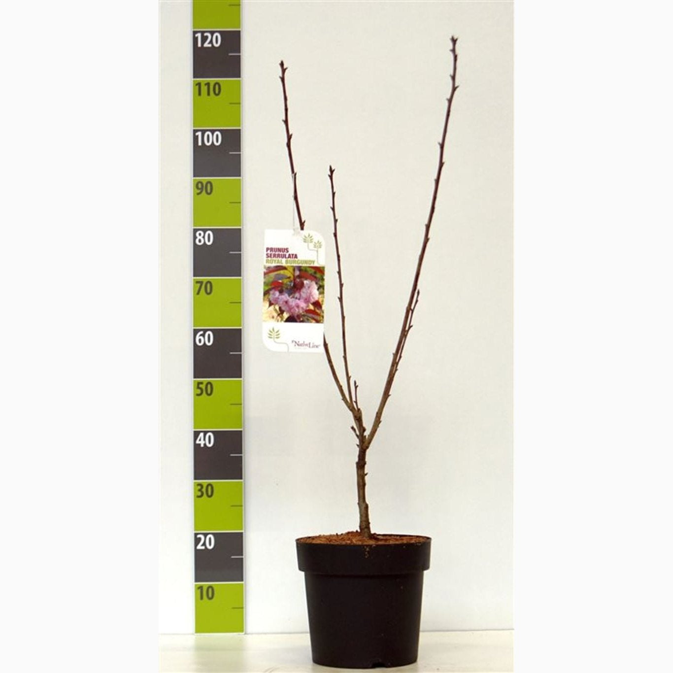 Japanskt körsbär – Prunus serrulata 'Royal Burgundy' - C7 60-80 CM